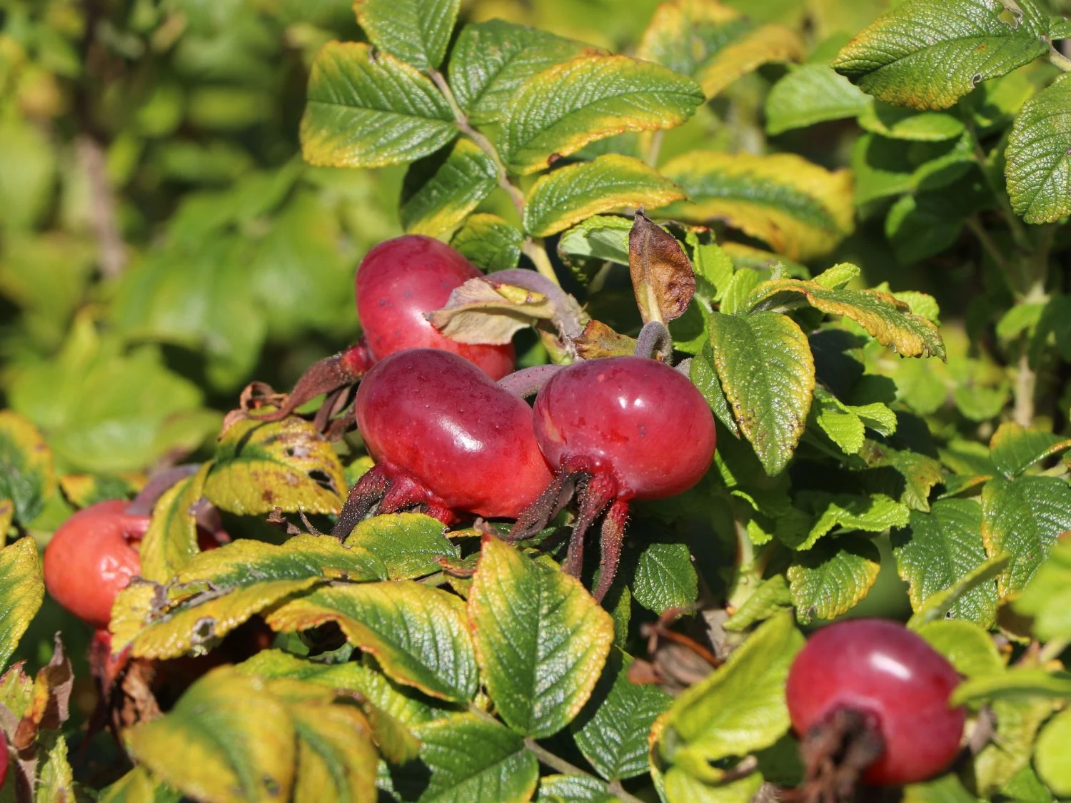 Apfelrose / Kartoffelrose / Hagebutte 13 Apfelrose / Kartoffelrose / Hagebutte – Bild 13