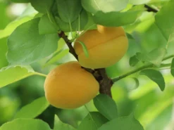 Aprikose 'Goldrich' -Deutschland Garten Funk Verkaufs-Shop aprikose goldrich m043383 w 3