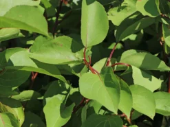 Aprikose 'Goldrich' -Deutschland Garten Funk Verkaufs-Shop aprikose goldrich m043383 w 6