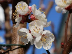 Aprikose 'Hargrand' 6 Aprikose 'Hargrand' -Deutschland Garten Funk Verkaufs-Shop aprikose hargrand m063091 w 0