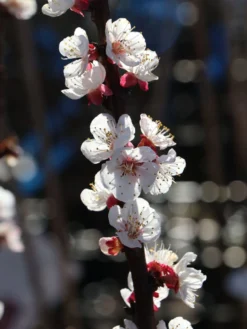 Aprikose 'Hargrand' 7 Aprikose 'Hargrand' -Deutschland Garten Funk Verkaufs-Shop aprikose hargrand m063091 w 2