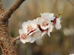 Aprikose 'Harlayne' 5 Aprikose 'Harlayne' -Deutschland Garten Funk Verkaufs-Shop aprikose harlayne m063094 w 0