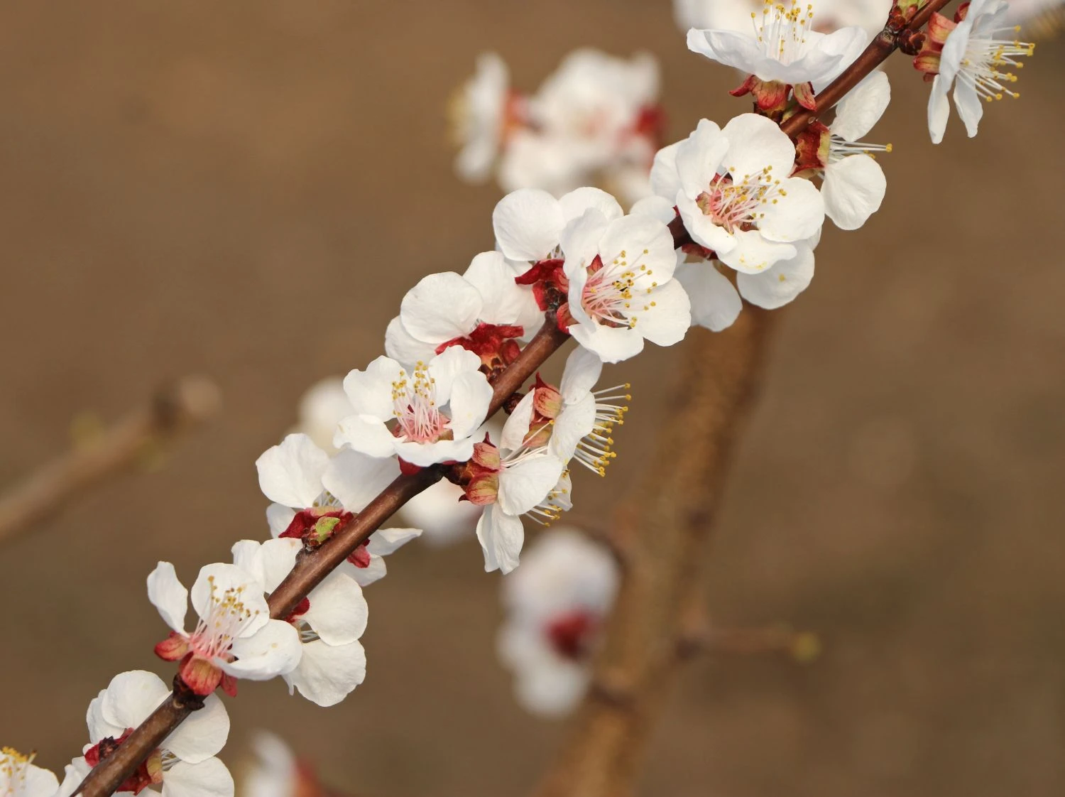 Aprikose 'Harlayne' 2 Aprikose 'Harlayne' – Bild 2