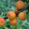 Aprikose 'Kioto'