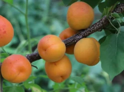 Aprikose 'Kioto'