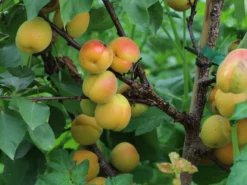 Aprikose 'Kioto' -Deutschland Garten Funk Verkaufs-Shop aprikose kioto m054317 w 0 1