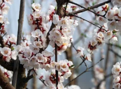 Aprikose 'Kioto' -Deutschland Garten Funk Verkaufs-Shop aprikose kioto m054317 w 1 1