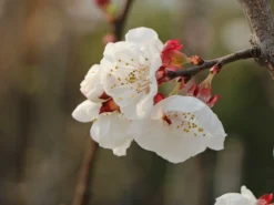 Aprikose 'Kioto' -Deutschland Garten Funk Verkaufs-Shop aprikose kioto m054317 w 2 1