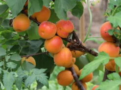 Aprikose 'Kioto' -Deutschland Garten Funk Verkaufs-Shop aprikose kioto m054317 w 2