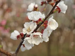 Aprikose 'Kioto' -Deutschland Garten Funk Verkaufs-Shop aprikose kioto m054317 w 3 1