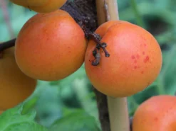 Aprikose 'Kioto' -Deutschland Garten Funk Verkaufs-Shop aprikose kioto m054317 w 3