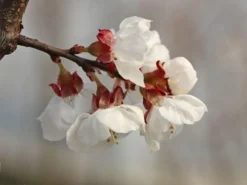 Aprikose 'Kioto' -Deutschland Garten Funk Verkaufs-Shop aprikose kioto m054317 w 4