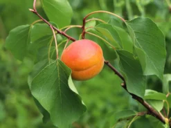 Aprikose 'Kuresia' -Deutschland Garten Funk Verkaufs-Shop aprikose kuresia m045556 w 0