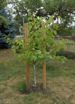 Aprikose 'Mino' 5 Aprikose 'Mino' -Deutschland Garten Funk Verkaufs-Shop aprikose mino m045557 1345048 0