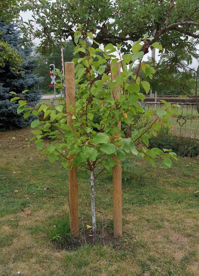 Aprikose 'Mino' 3 Aprikose 'Mino' – Bild 3