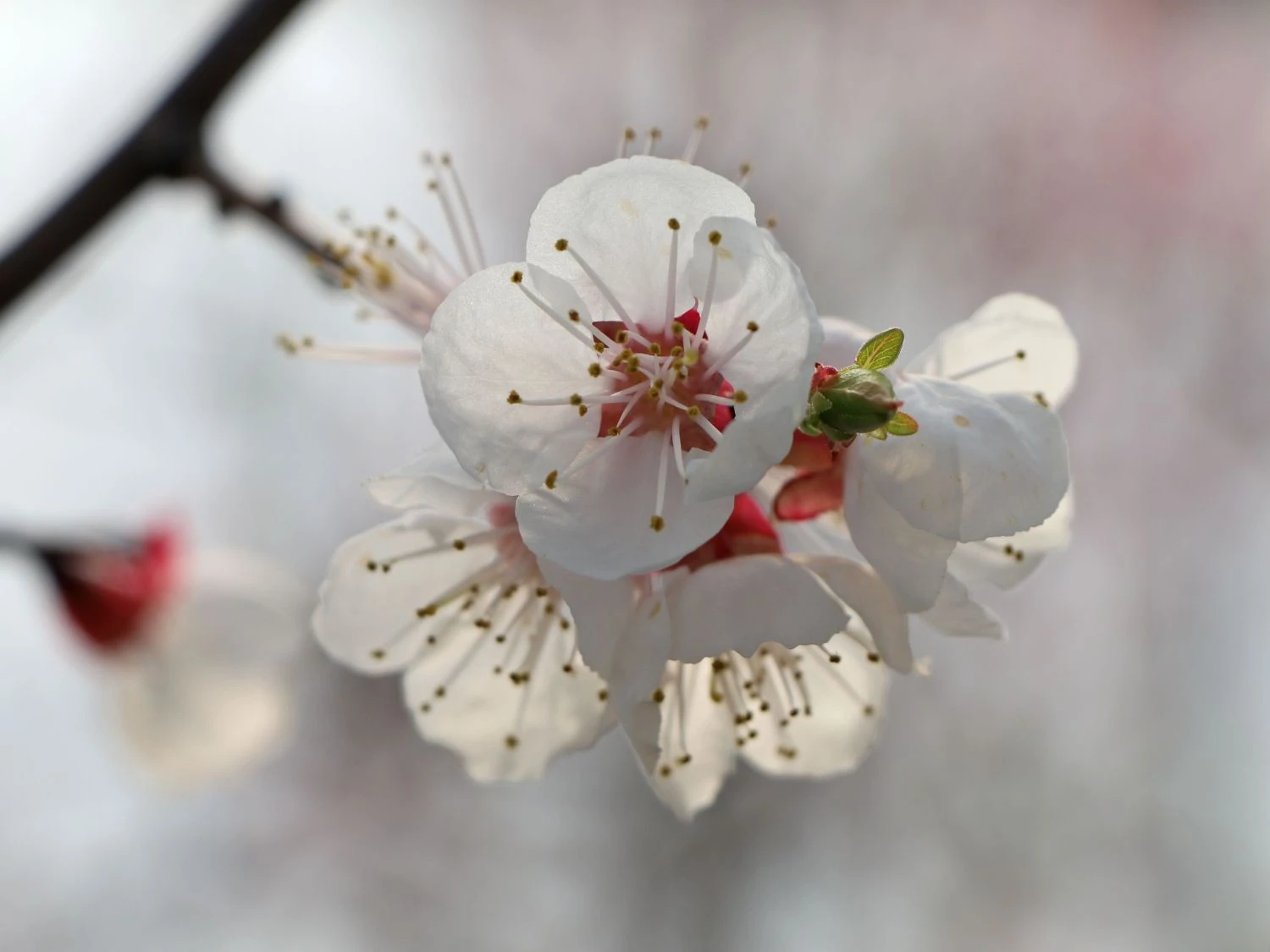 Aprikose 'Mino' 2 Aprikose 'Mino' – Bild 2