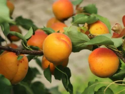 Aprikose 'Mombacher Frühaprikose' 9 Aprikose 'Mombacher Frühaprikose' -Deutschland Garten Funk Verkaufs-Shop aprikose mombacher fruehaprikose m091337 w 0