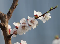 Aprikose 'Mombacher Frühaprikose' 7 Aprikose 'Mombacher Frühaprikose' -Deutschland Garten Funk Verkaufs-Shop aprikose mombacher fruehaprikose m091337 w 1