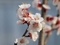 Aprikose 'Mombacher Frühaprikose' 8 Aprikose 'Mombacher Frühaprikose' -Deutschland Garten Funk Verkaufs-Shop aprikose mombacher fruehaprikose m091337 w 2