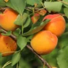 Aprikose 'Orangered'