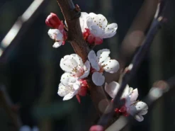 Aprikose 'Orangered' -Deutschland Garten Funk Verkaufs-Shop aprikose orangered m006716 w 0