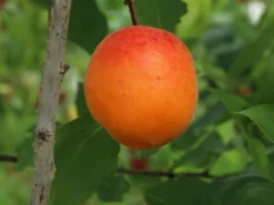 Aprikose 'Orangered' -Deutschland Garten Funk Verkaufs-Shop aprikose orangered m006716 w 2