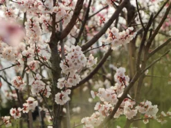 Aprikose 'Orangered' -Deutschland Garten Funk Verkaufs-Shop aprikose orangered m006716 w 3