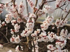 Aprikose 'Orangered' -Deutschland Garten Funk Verkaufs-Shop aprikose orangered m006716 w 4