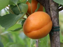 Aprikose 'Säulenaprikose' -Deutschland Garten Funk Verkaufs-Shop aprikose saeulenaprikose m051320 w 0