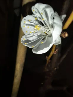 Aprikose 'Temporao De Villa Franca' -Deutschland Garten Funk Verkaufs-Shop aprikose temporao de villa franca m006718 1328917 0