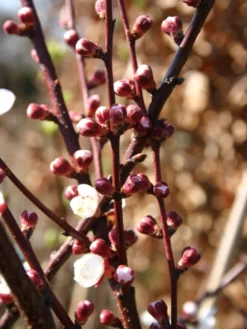 Aprikose 'Temporao De Villa Franca' -Deutschland Garten Funk Verkaufs-Shop aprikose temporao de villa franca m006718 w 1