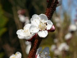 Aprikose 'Temporao De Villa Franca' -Deutschland Garten Funk Verkaufs-Shop aprikose temporao de villa franca m006718 w 2