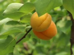 Aprikose 'Temporao De Villa Franca' -Deutschland Garten Funk Verkaufs-Shop aprikose temporao de villa franca m006718 w 3