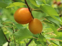 Aprikose 'Temporao De Villa Franca' -Deutschland Garten Funk Verkaufs-Shop aprikose temporao de villa franca m006718 w 4