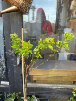 Aprikose (Zwergform) -Deutschland Garten Funk Verkaufs-Shop aprikose zwergform m115659 1338550 0