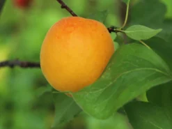 Aprikose (Zwergform) -Deutschland Garten Funk Verkaufs-Shop aprikose zwergform m115659 w 0