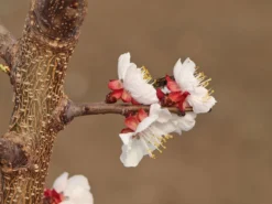 Aprikose (Zwergform) -Deutschland Garten Funk Verkaufs-Shop aprikose zwergform m115659 w 1