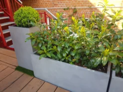 Aufrechter Kirschlorbeer / Lorbeerkirsche 'Herbergii' -Deutschland Garten Funk Verkaufs-Shop aufrechter kirschlorbeer lorbeerkirsche herbergii m002192 113402 0