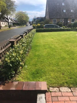 Aufrechter Kirschlorbeer / Lorbeerkirsche 'Herbergii' -Deutschland Garten Funk Verkaufs-Shop aufrechter kirschlorbeer lorbeerkirsche herbergii m002192 193676 0