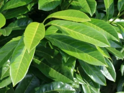 Aufrechter Kirschlorbeer / Lorbeerkirsche 'Herbergii' -Deutschland Garten Funk Verkaufs-Shop aufrechter kirschlorbeer lorbeerkirsche herbergii m002192 w 0