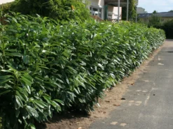 Aufrechter Kirschlorbeer / Lorbeerkirsche 'Herbergii' -Deutschland Garten Funk Verkaufs-Shop aufrechter kirschlorbeer lorbeerkirsche herbergii m002192 w 1