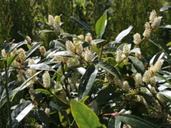 Aufrechter Kirschlorbeer / Lorbeerkirsche 'Herbergii' -Deutschland Garten Funk Verkaufs-Shop aufrechter kirschlorbeer lorbeerkirsche herbergii m002192 w 2