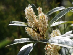 Aufrechter Kirschlorbeer / Lorbeerkirsche 'Herbergii' -Deutschland Garten Funk Verkaufs-Shop aufrechter kirschlorbeer lorbeerkirsche herbergii m002192 w 3