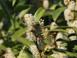 Aufrechter Kirschlorbeer / Lorbeerkirsche 'Herbergii' -Deutschland Garten Funk Verkaufs-Shop aufrechter kirschlorbeer lorbeerkirsche herbergii m002192 w 4