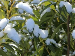 Aufrechter Kirschlorbeer / Lorbeerkirsche 'Herbergii' -Deutschland Garten Funk Verkaufs-Shop aufrechter kirschlorbeer lorbeerkirsche herbergii m002192 w 5