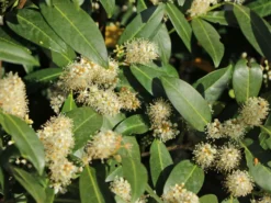 Aufrechter Kirschlorbeer / Lorbeerkirsche 'Herbergii' -Deutschland Garten Funk Verkaufs-Shop aufrechter kirschlorbeer lorbeerkirsche herbergii m002192 w 7