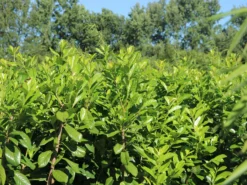 Aufrechter Kirschlorbeer / Lorbeerkirsche 'Herbergii' -Deutschland Garten Funk Verkaufs-Shop aufrechter kirschlorbeer lorbeerkirsche herbergii m002192 w 8