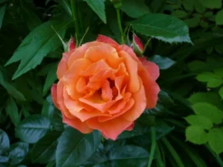 Beetrose 'Fellowship' ® -Deutschland Garten Funk Verkaufs-Shop b010128 Beetrose Fellowship 63599 1