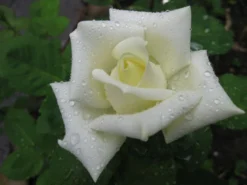 Edelrose 'Polarstern' ® -Deutschland Garten Funk Verkaufs-Shop b010184 Edelrose Polarstern 156952 0