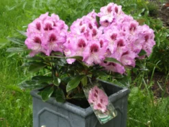 Rhododendron 'Pfauenauge' ® -Deutschland Garten Funk Verkaufs-Shop b010507 Rhododendron Pfauenauge 111692 0